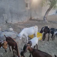 کهره نر و ماده ابستن|حیوانات مزرعه|میناب, |دیوار