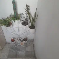 گل وگلدان وپایه گل|گل و گیاه طبیعی|مشهد, نوید|دیوار