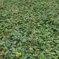 نهال توت فرنگی سابرینا و کاماروس