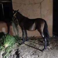 کره اسب