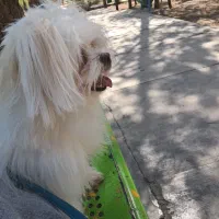 سگ نژاد مالتیز|سگ|خمینیشهر, |دیوار