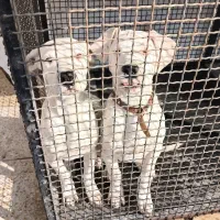 توله داگو|سگ|رباطکریم, شهرک صنعتی صباشهر|دیوار