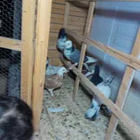 سلام به همه عشق بازها