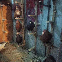 تعدادی کفتر بپر