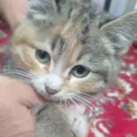 گربه اهلی|گربه|یزد, |دیوار