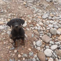 واگذاری توله دوبرمن|سگ|دزفول, |دیوار