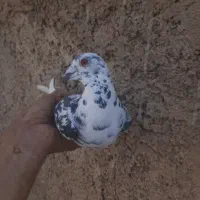 ماده آس