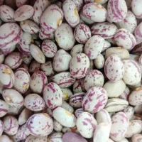 فروش لوبیا چیتی بار نو|خوردنی و آشامیدنی|بافق, |دیوار
