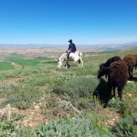 بره نروماده