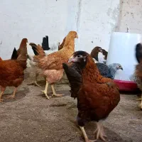 نیمچه مرغ تخمگذار نژاد گلپایگان/نزدیک به تخم|حیوانات مزرعه|کاشان, خرمدشت|دیوار