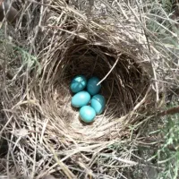 فروش سه تا جوجه قناری