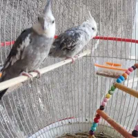 پرنده|پرنده|نیشابور, شهرک رسولی|دیوار