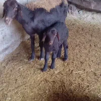 گوسفند با بره میش افشاری بره ماده یک ماه خوراک خور|حیوانات مزرعه|گالیکش, |دیوار