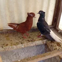 کفتر دم سفید نروماده