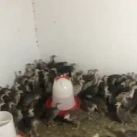 بوقلمون برنز
