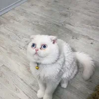 گربه اسکاتیش فولد