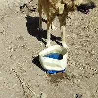 واگذاری سگ گله و نگهبان|سگ|عنبران, |دیوار