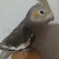 پرنده