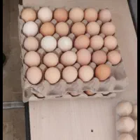 تخم محلی خوراکی ارگانیک