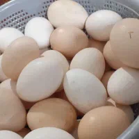 تخم مرغ محلی