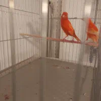 یک جفت قناری رد فاکتور سرخ اورجینال|پرنده|هشتگرد, فاز ۷ مهستان|دیوار