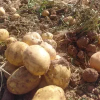 سیب زمینی عمده