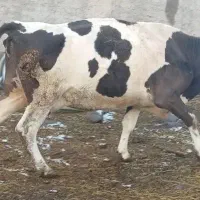 گاو سیمنتال با گوساله ماده