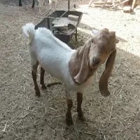 کهره نرپاکستانی درجه یک|حیوانات مزرعه|مهریز, |دیوار