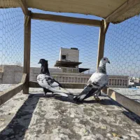 کبوتر سینه سیاه، سوسکی سبز صید