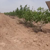 باغ پسته اکبری ورامین جواد آباد|فروش دفتر صنعتی، کشاورزی، تجاری|جوادآباد, |دیوار