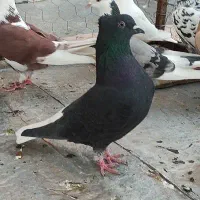 زاغ دم سفید ماده