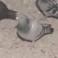 شامی کاکلی روشن و...|پرنده|قائن, |دیوار