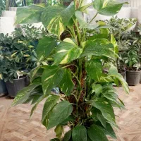 فروش پتوس چوبدار