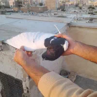 کفتر سیاهپوش جفت نر|پرنده|محمدیه-قزوین, |دیوار