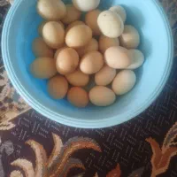 تخم مرغ محلی