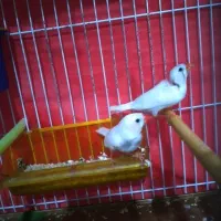 یک جفت فنج سفید زبیا و ۲ عدد مرغ عشق سرلاکی|پرنده|مشهد, نیزه|دیوار