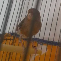 قناری ماده