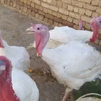 فروش بوقلمون گوشتی|حیوانات مزرعه|کبودرآهنگ, |دیوار