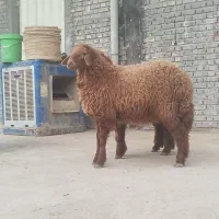 بره