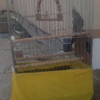 عروس هلندی معاوضه