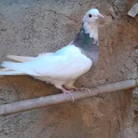 کبوتر طوقی|پرنده|خان ببین, |دیوار