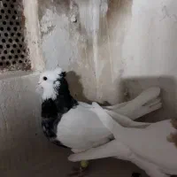 کبوترطوقی هفرنگ جفتی به شرط تخم|پرنده|اقبالیه, |دیوار