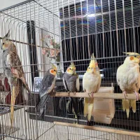 عروس هلندی و گرینجیک