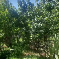 فروش-7500-متر-باغ-خام-چهاردیواری-یوسف-آباد-صیرفی