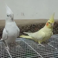 عروس هلندی سخنگو