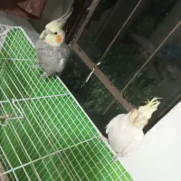 یک عدد عروس هلندی نر سوت میزنه و دستی