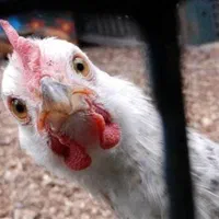 خرید وفروش مرغ خروس بوقلمون غاز جوجه بوقلمون و...|حیوانات مزرعه|شهریار, شهریار|دیوار