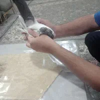 کبوترکله دار ماده