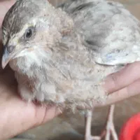 فروش بلدرچین وگوشت گرم بلدرچین|حیوانات مزرعه|لردگان, |دیوار