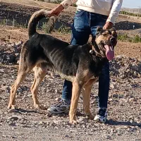 واگذاریسگ|سگ|زنجان, |دیوار